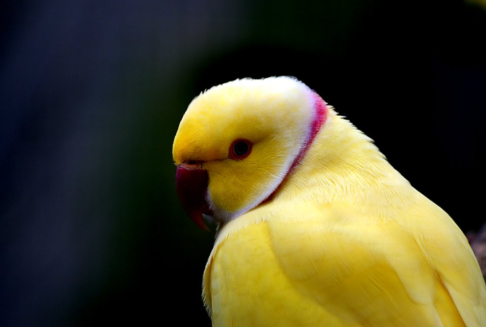 Indian Ringnecked Parrot (Psittacula Krameri)