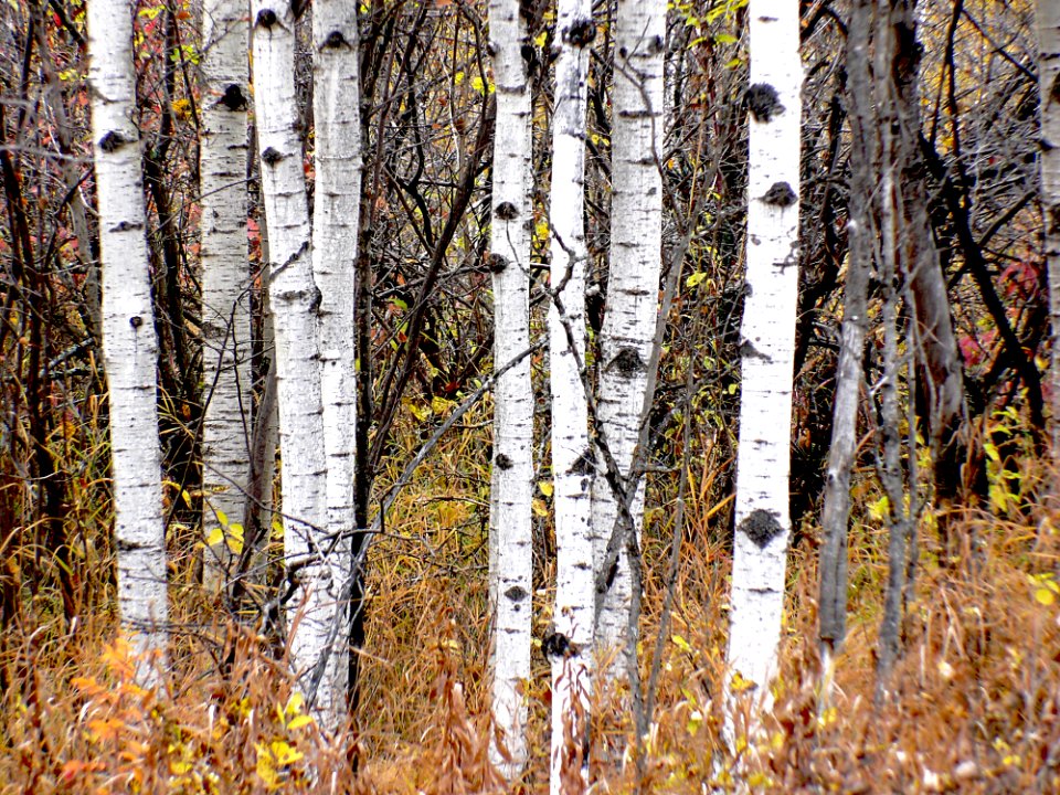 Autumn Calgary Alberta (14)