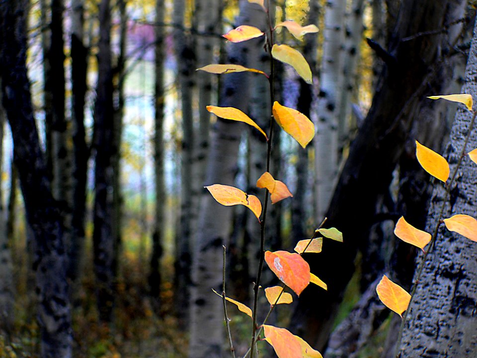Autumn Calgary Alberta (16)