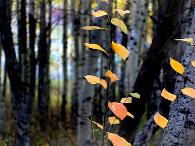 Autumn Calgary Alberta (16)