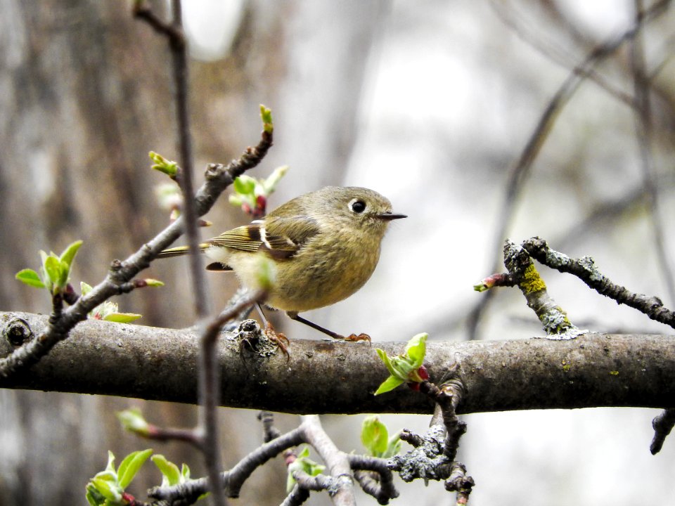 Oiseau (Moucherolle  Ventre Jaune) 004