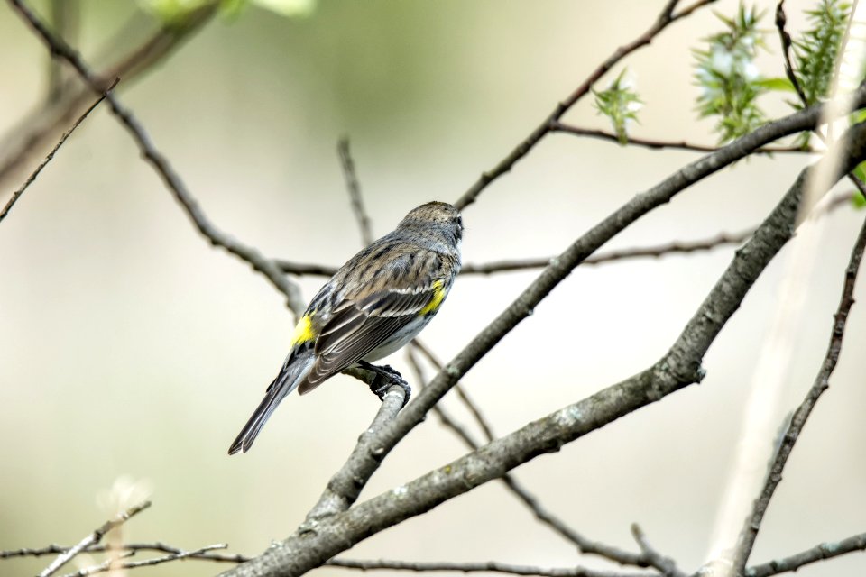 Oiseau (Paruline  Croupion Jaune) 151