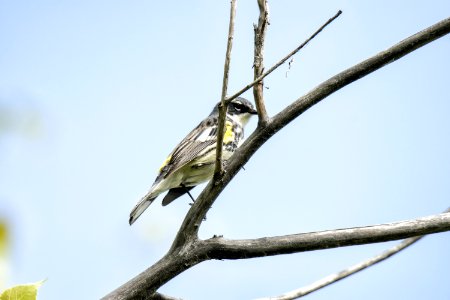 Oiseau (Paruline  Croupion Jaune) 164