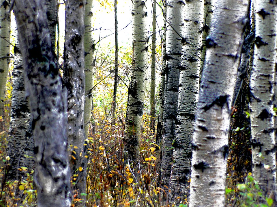 Autumn Calgary Alberta (19)