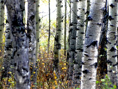 Autumn Calgary Alberta (19)