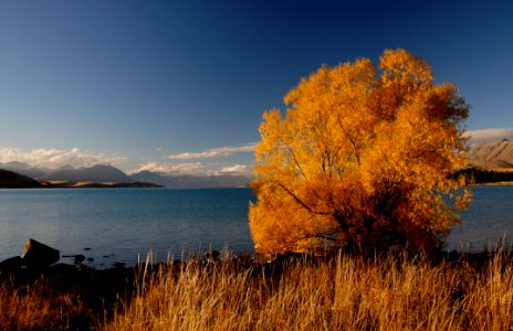 Autumn At Lake Tekapo NZ (13)
