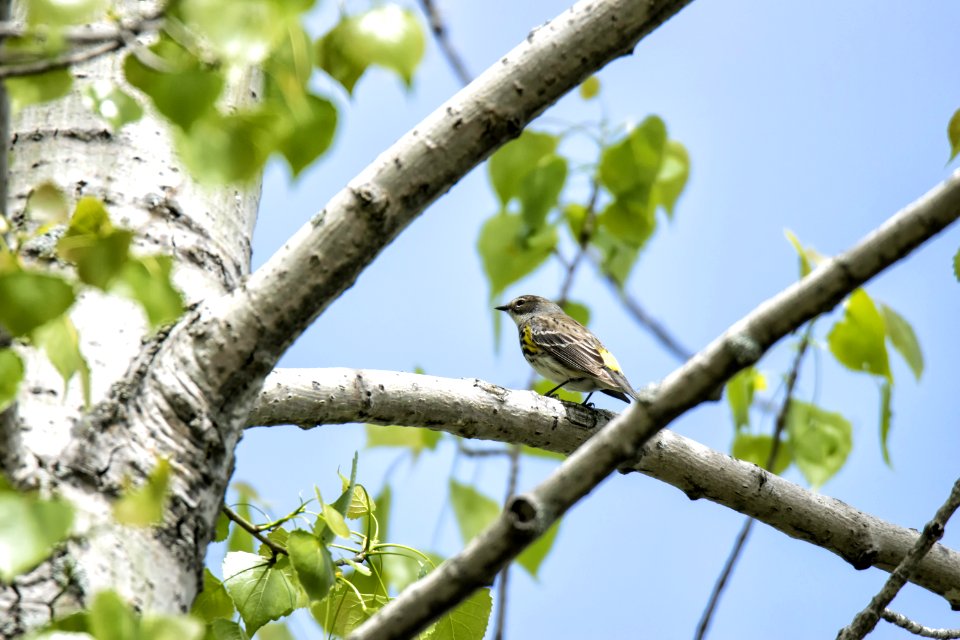 Oiseau (Paruline  Croupion Jaune) 155