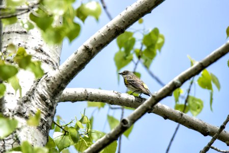 Oiseau (Paruline  Croupion Jaune) 155