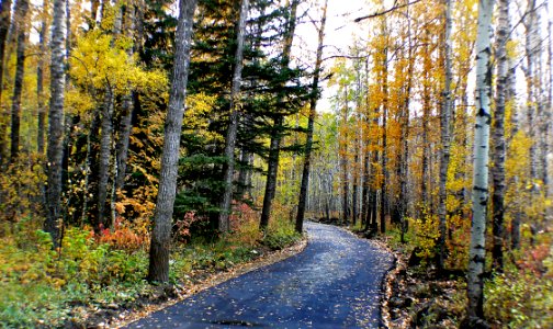 Autumn Calgary Alberta (3)