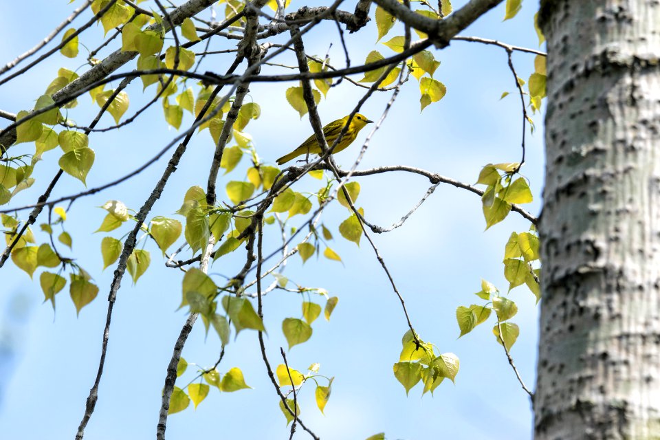 Oiseau (Paruline Jaune) 080