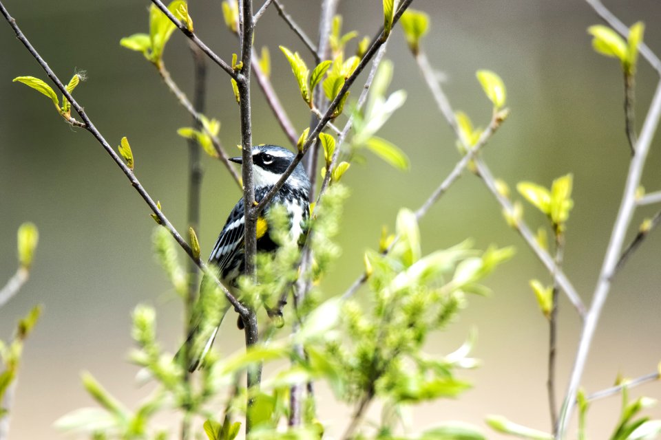 Oiseau (Paruline  Croupion Jaune) 106