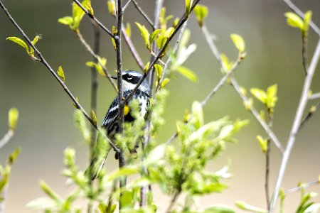 Oiseau (Paruline  Croupion Jaune) 106