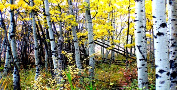 Autumn Calgary Alberta (7)