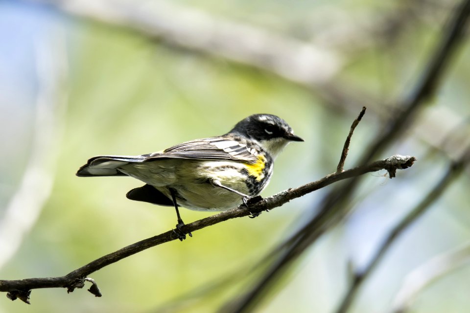 Oiseau (Paruline  Croupion Jaune) 160