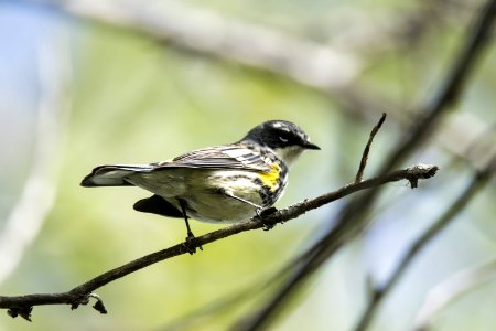 Oiseau (Paruline  Croupion Jaune) 160