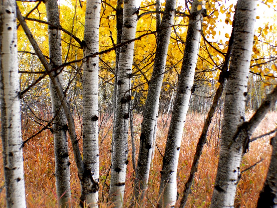 Autumn Calgary Alberta (6)