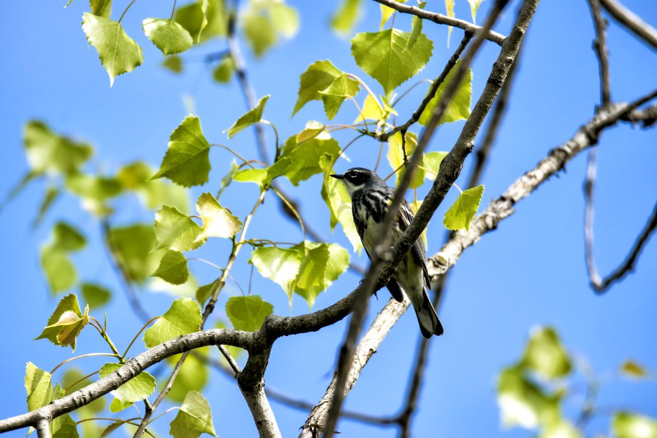 Oiseau (Paruline  Croupion Jaune) 157