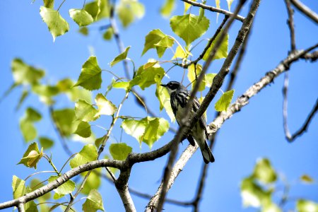 Oiseau (Paruline  Croupion Jaune) 157