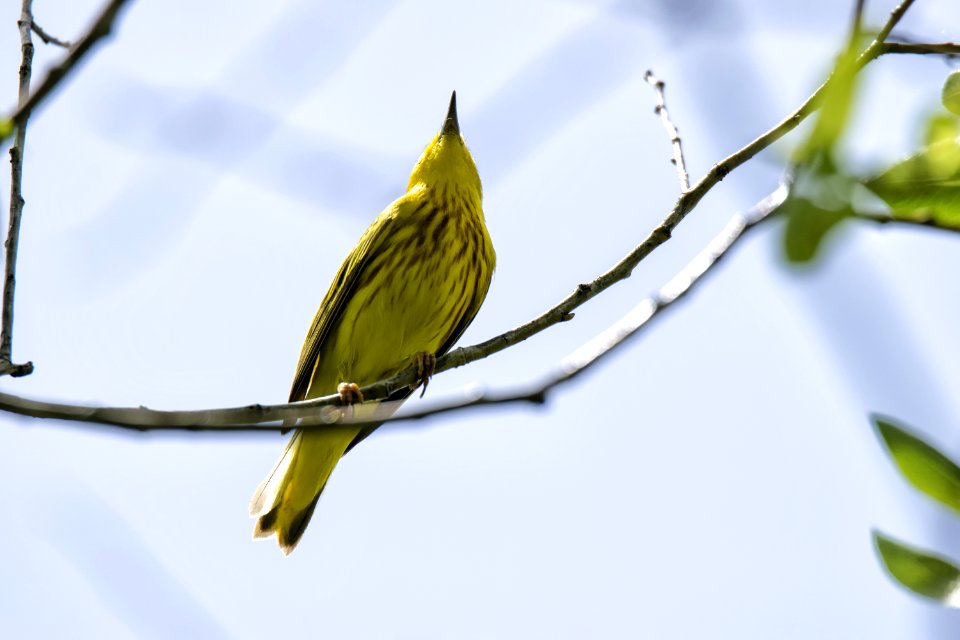 Oiseau (Paruline Jaune) 108