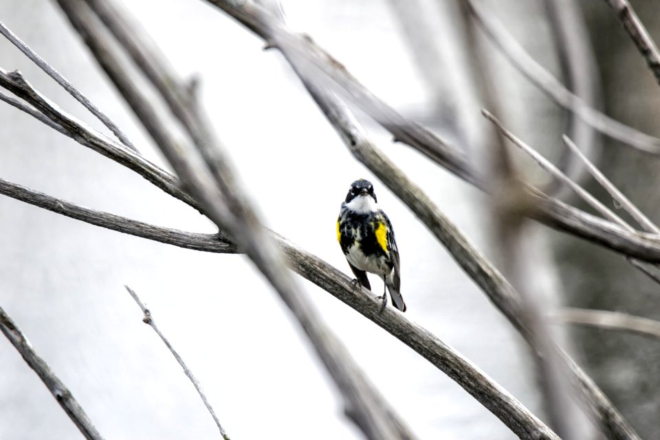 Oiseau (Paruline  Croupion Jaune) 065