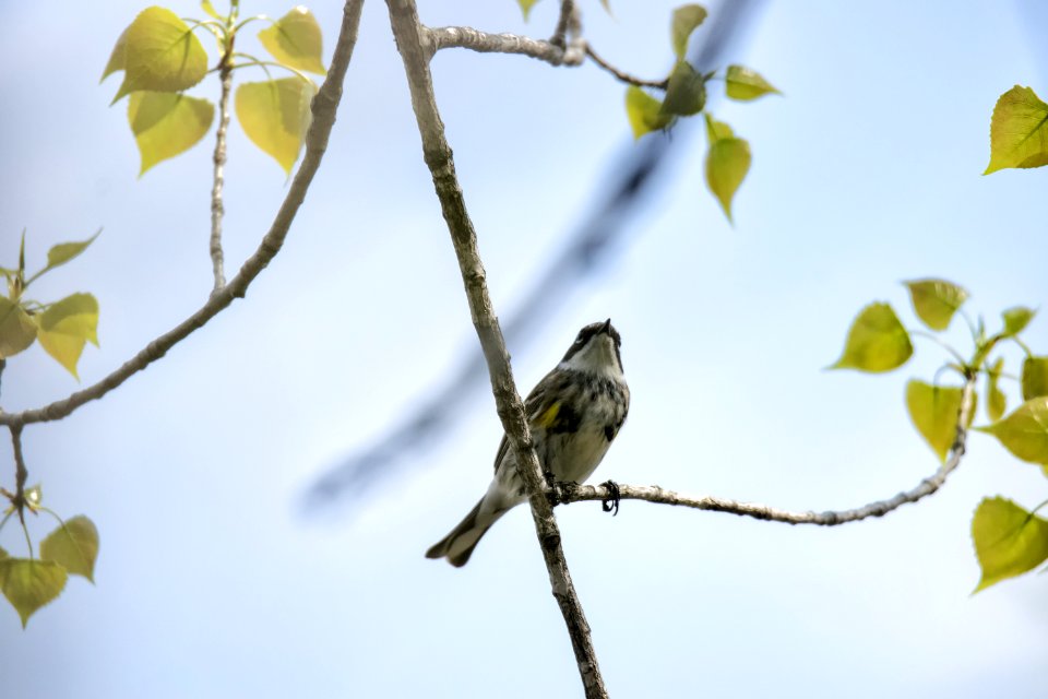 Oiseau (Paruline  Croupion Jaune) 136