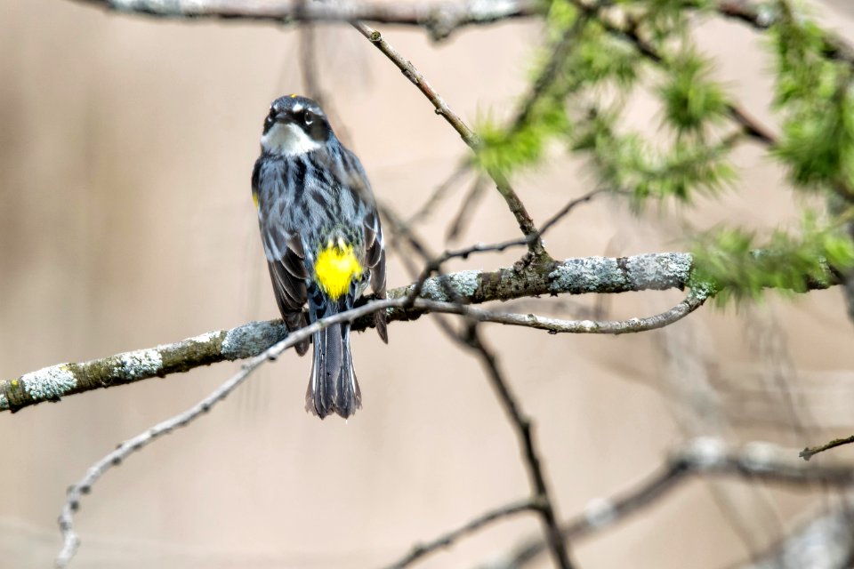 Oiseau (Paruline  Croupion Jaune) 111
