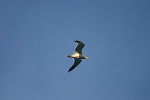 Silhouette bird flying photo