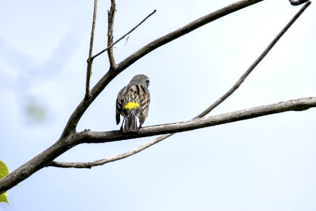 Oiseau (Paruline Croupion Jaune) 161 photo