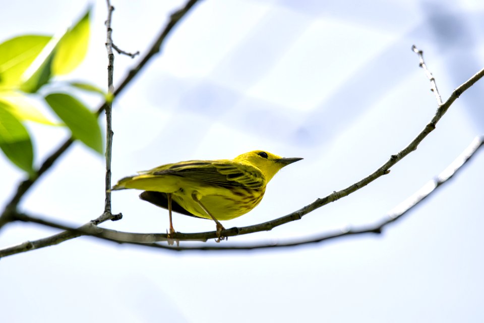 Oiseau (Paruline Jaune) 107