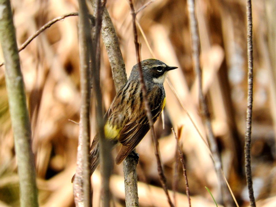 Oiseau (Paruline  Croupion Jaune) 077
