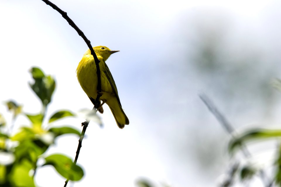 Oiseau (Paruline Jaune) 103