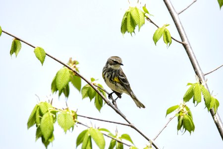 Oiseau (Paruline  Croupion Jaune) 145