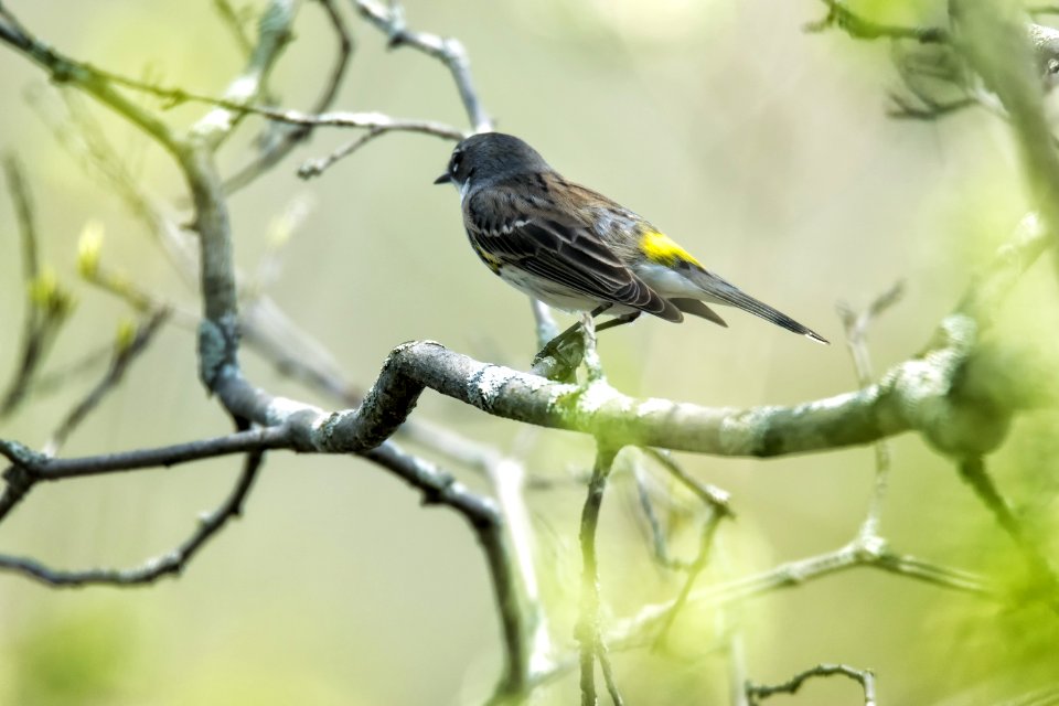 Oiseau (Paruline  Croupion Jaune) 141
