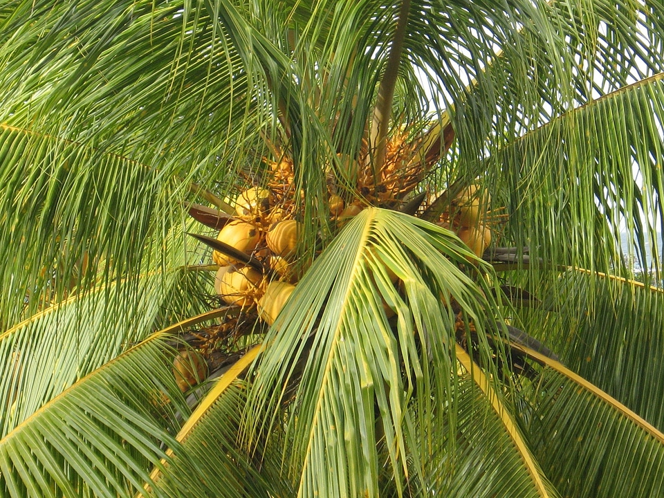 Palm island landscape