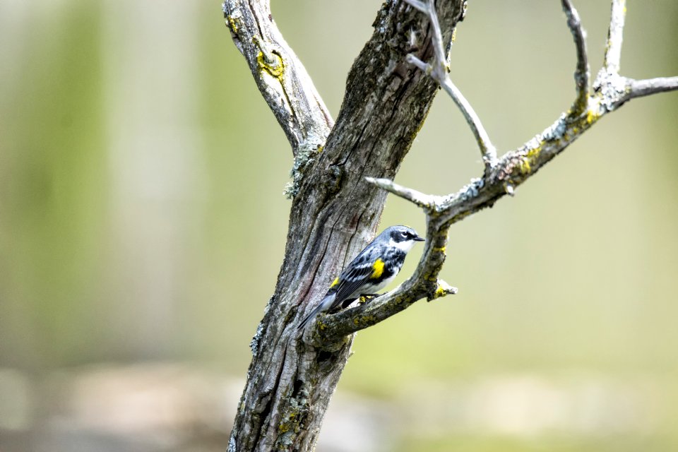 Oiseau (Paruline  Croupion Jaune) 087
