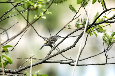 Oiseau (Paruline  Croupion Jaune) 149