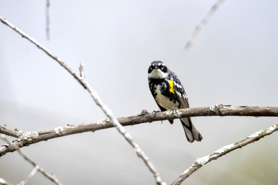 Oiseau (Paruline  Croupion Jaune) 110