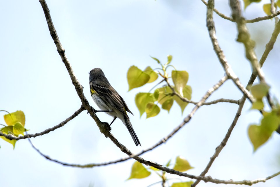Oiseau (Paruline  Croupion Jaune) 133