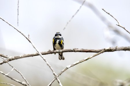 Oiseau (Paruline  Croupion Jaune) 108