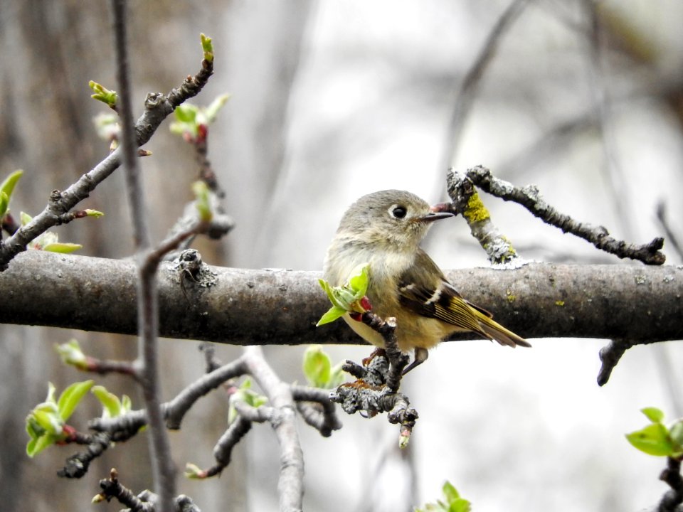 Oiseau (Moucherolle  Ventre Jaune) 002