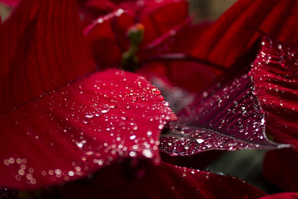 Tree red plant