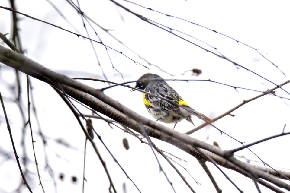 Oiseau (Paruline  Croupion Jaune) 059