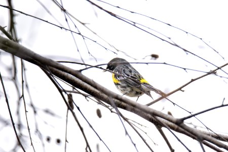 Oiseau (Paruline  Croupion Jaune) 059