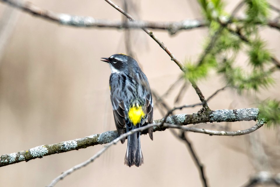 Oiseau (Paruline  Croupion Jaune) 112