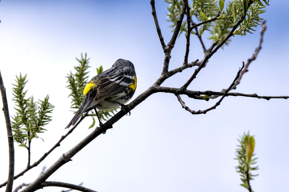 Oiseau (Paruline  Croupion Jaune) 120
