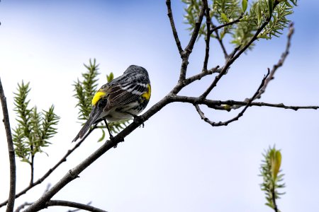 Oiseau (Paruline  Croupion Jaune) 120