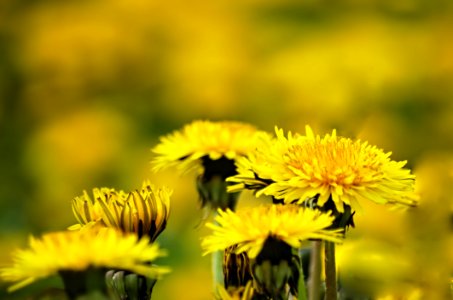 Fields Of Gold