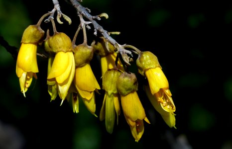 Sophora (Kowhai) NZ