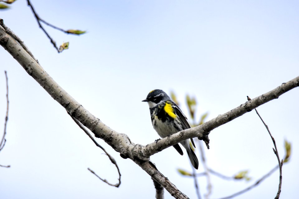 Oiseau (Paruline  Croupion Jaune) 080