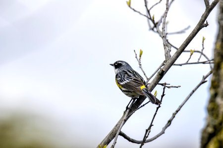 Oiseau (Paruline  Croupion Jaune) 093